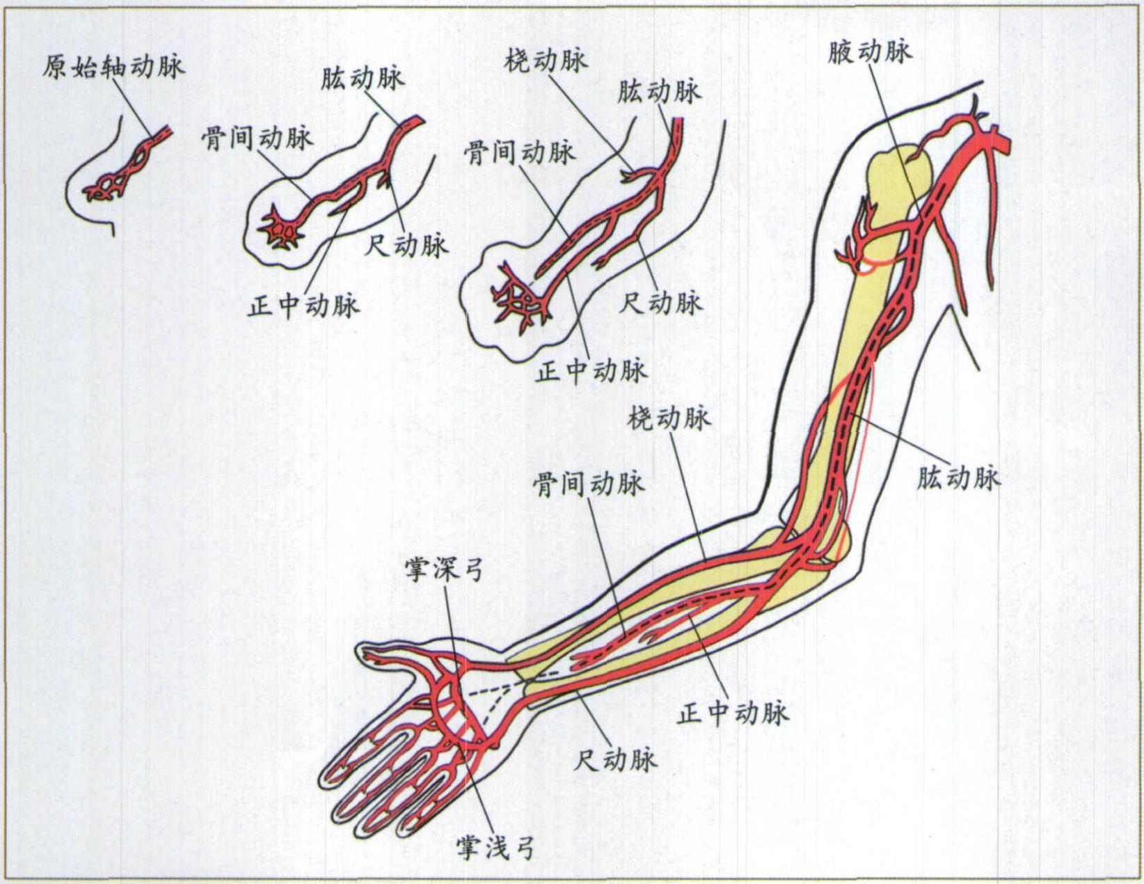 图3-45 腋窝的血管和神经(3)-骨科临床解剖学-医学